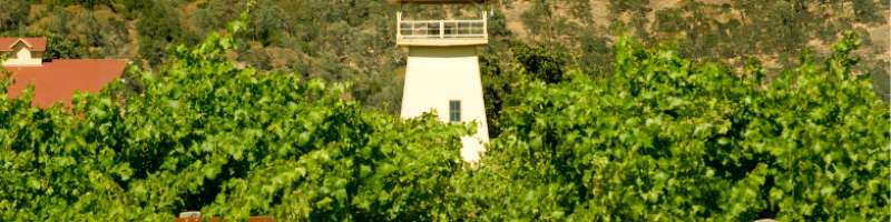 Vineyard and Watchtower
